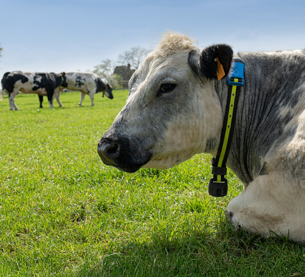 A cow with SenseHub tags sits in a grassy field with two other cows in the background