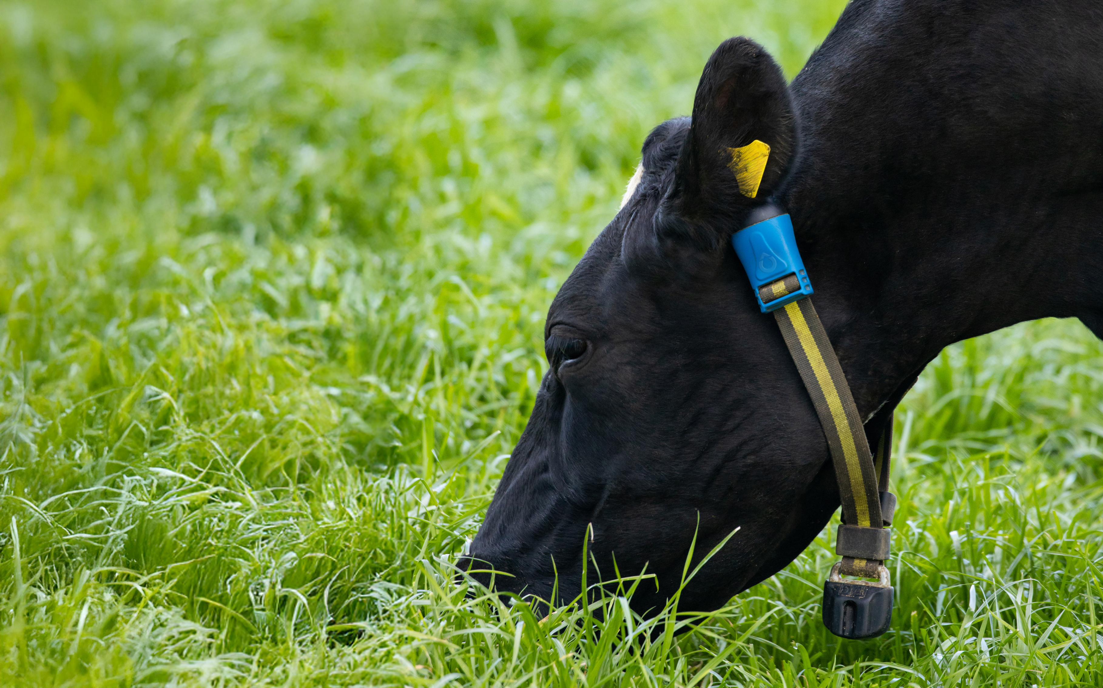 dr. Ruurd Jorritsma: “Deze sensortechnologie stelt ons in staat om infecties bij koeien veel eerder op te sporen dan enkel op basis van klinische symptomen.” 